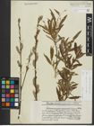 Foto von Salix purpurea L. x Salix viminalis L.